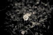 IMG_2903