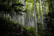 kangur_2012_03